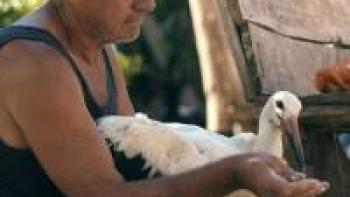 The Tale of Silyan Movie: Nikola Conev feeds stork by hand