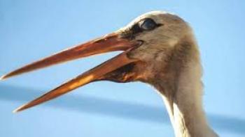 The Tale of Silyan Movie: Closeup of stork