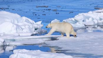 To the Arctic Movie: Scene #1