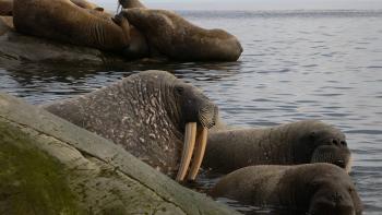 To the Arctic Movie: Scene #2