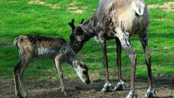 To the Arctic Movie: Scene #3