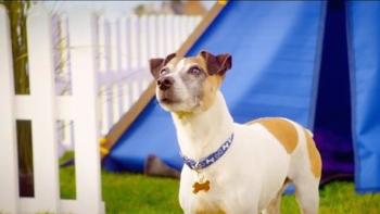 Treasure Hounds Movie: Skipper