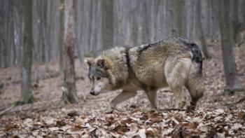 Untamed Romania Movie: Scene #2