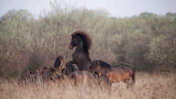Untamed Romania Movie: Scene #3