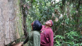 We Are Guardians: Two Indigenous men inspect a rain forest tree that has been cut into