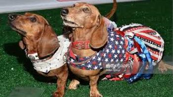 Wiener Dog Internationals Movie: Scene #1