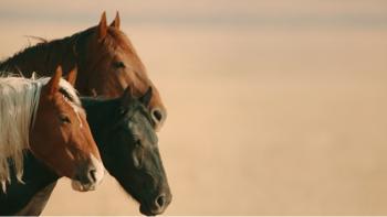 Wild Beauty: Mustang Spirit of the West: The horses.