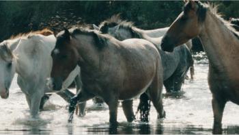 Wild Beauty: Mustang Spirit of the West: Horses in their habitat.