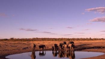Wild Daze Movie: A herd of elephants stops by a watering hole