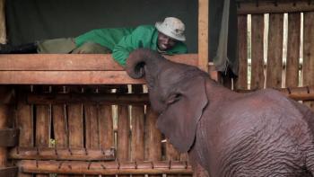 Wild Daze Movie: A man gets a cuddle from a baby elephant's trunk