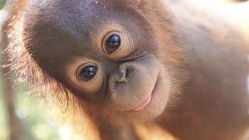 Wild Daze Movie: A baby chimpanzee smiles at the camera
