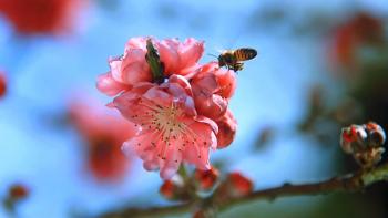 Wings of Life Movie: Scene #2