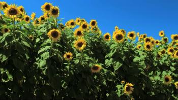 Wings of Life Movie: Scene #3