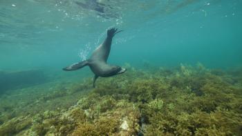Super/Natural aquatic animal.