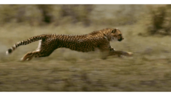 Age of Big Cats TV Show: Screenshot #1