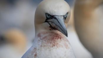 Super/Natural bird. 
