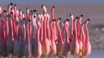 Absurd Planet Television: Screenshot #3