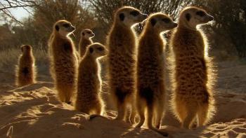 Africa TV Show: Scene #2