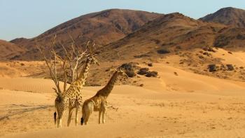 Africa TV Show: Scene #3