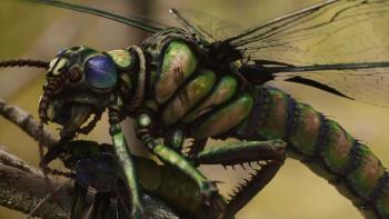 Ancient Earth: Giant insects!