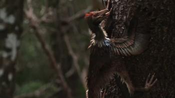 Ancient Earth: Feathered dragons!