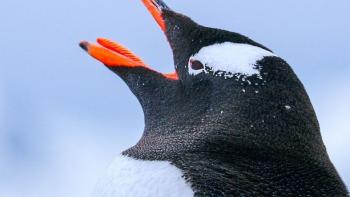 Animals: They're Just Like Us: A large bird yells at the sky.