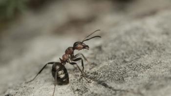 David Attenborough's Ant Mountain TV Show: Scene #2