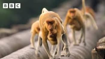 Asia TV show screenshot 1: Proboscis monkeys