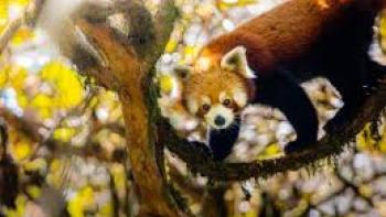 Asia TV show screenshot 2: Red panda stands on a tree limb