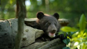 Born to Be Wild TV show screenshot: A close up of a baby bear in the forest.