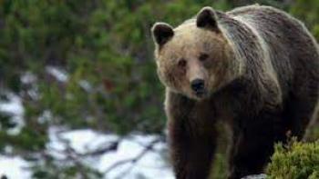 Brown Bears-Teddy Bear Picnic Scene 1