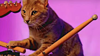 Cat People TV Show: A cat plays in a band. 