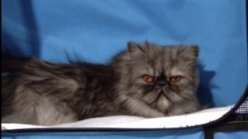 A smug looking cat. 