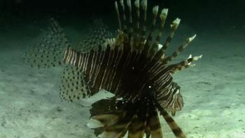 Deadly Nightmares of Nature TV Series: The dangerous Lionfish. 