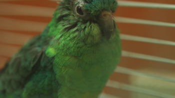 Dr. K's Exotic Animal ER Poster Image 2