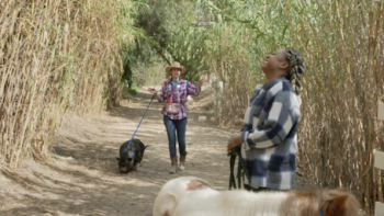 Walking with farm animals. 