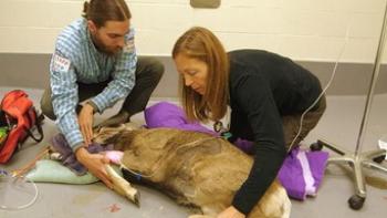 Dr. Oakley Yukon Vet TV Series: Scene #3