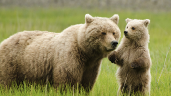 Earth's Great Seasons TV Show: A grizzly and her cub during springtime