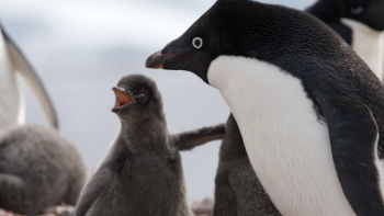 Earth's Great Seasons TV Show: A penguin looks after his young