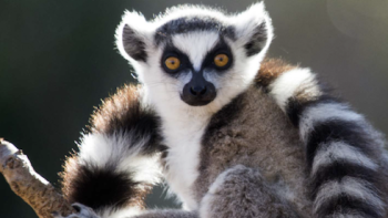 Earth's Great Seasons TV Show: A lemur hangs out