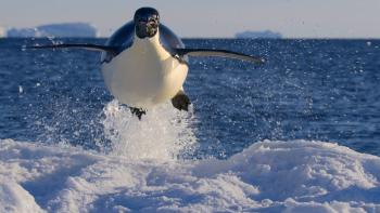 Earthsounds: A large penguine is shown jumping mid air out of the ocean