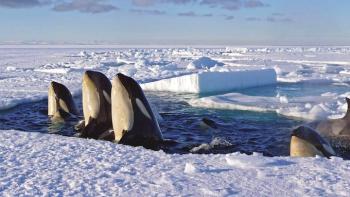 Frozen Planet TV Show: Scene #2