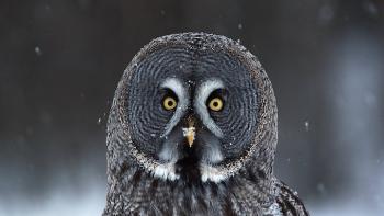 Frozen Planet TV Show: Scene #3