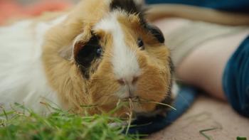 Fur Babies: Close up of guinea pig looking into the camera