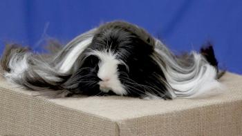 Going Fur Gold TV: a fancy guinea pig competes in a show