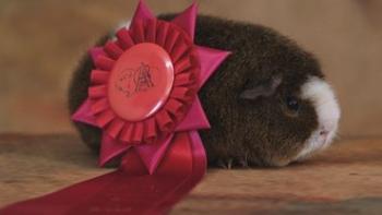 Going Fur Gold TV Poster: a guinea pig wears a prize ribbon