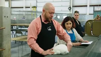 Going Fur Gold TV Poster: a show judge examines a rabbit