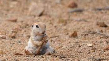 Going Nuts TV Show: Scene 2