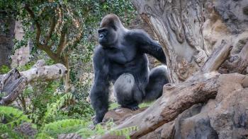 Gorillas Rumble in the Jungle TV Show: A silverback watches over his family