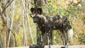 Growing Up Animal TV Show: Scene #3